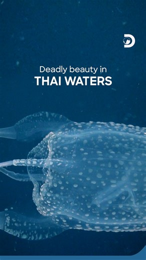 Meet Thailand's most venomous swimmer: the Box Jellyfish.🪼 Drifting through the Gulf of Thailand, this cube-shaped marvel is both delicate and dangerous, its near-invisible tentacles carry one of the ocean’s most potent stings. Yet beneath its ghostly beauty lies a vital role in marine ecosystems: a reminder that wonder often comes with a touch of awe. Would you dare to spot one in the wild? 👀 #BoxJellyfish #DiscoveryChannelSouthEastAsia #DiscoveryChannel #Discovery #Thailand | Discovery Chann