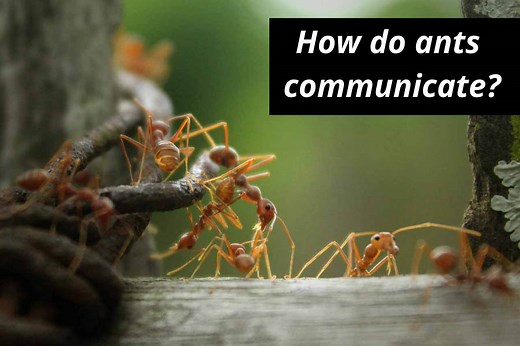 How Ants Communicate: Pheromones, Antennae & More