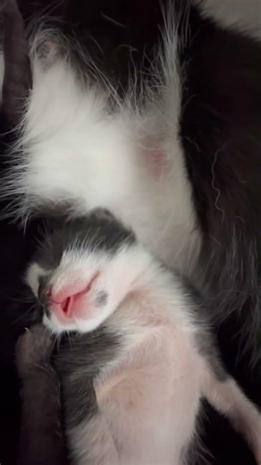 Ms. Malu Stay Sleepy! 😻😻😻🥱