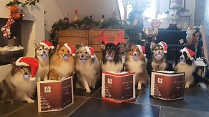 Here's a video of the gang practicing their christmas carols! Lovely little music book they have there which also contains "The Collie and the Ivy", "Bark! The Herald Angel Sings"; "Awoof in a manger" and of course, a family favourite - "Santa Paws is Coming to Town!". Hehe!! Hope this gives you all a wee giggle ;-) | Fenton Goes Forth