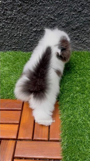 Its tail resembles an antenna #cat