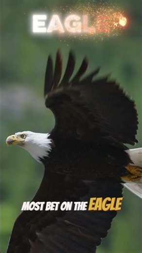 Top Aggressive Birds Ranked Wrong #skyranking #shorts #trending