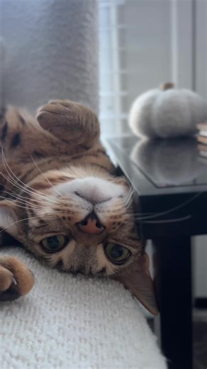 Understanding the Challenges of Cat Life