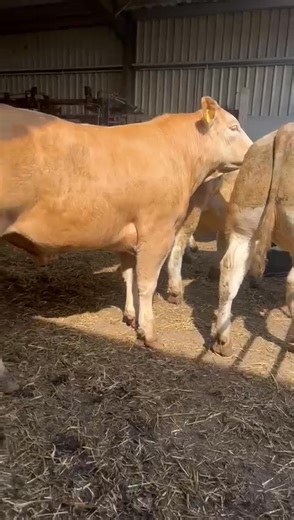 Wednesday 30th April Stirling Agricultural Centre Sale of 2000 Store Cattle Once again many top lots on offer good mixture of heavy feeding stores both continental and native as well as grazing cattle Comprising 30 Young Bulls 670 Native Bred Stores 1300 Continental Stores Including consignment from Westermiddleton (video below ) 70 Charolais Bullocks & Heifers 480/600kgs | United Auctions - Livestock Auctioneers