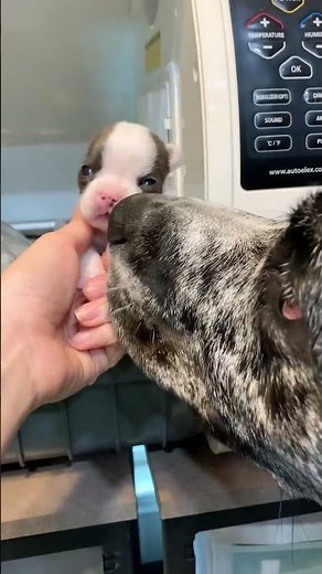 The Ultimate Foster Mom | The Dodo