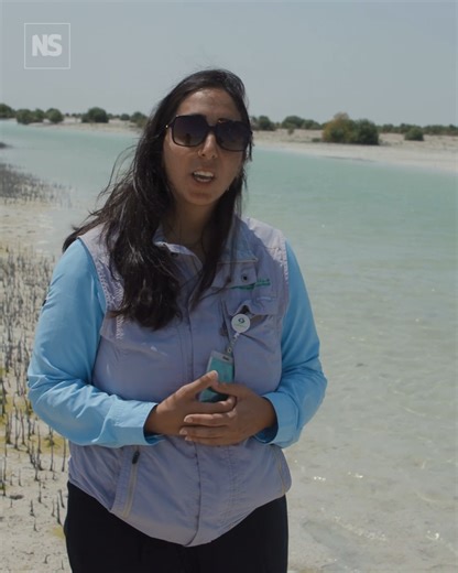 7K views · 44 reactions | In Abu Dhabi, an ambitious project to plant and restore coastal mangroves is underway. The Abu Dhabi Mangrove Initiative (ADMI) is part of a nationwide effort to plant 100 million mangrove trees by 2030 across the UAE. In 2023 alone, it distributed over six million seeds using specially adapted drones. | New Scientist | Facebook