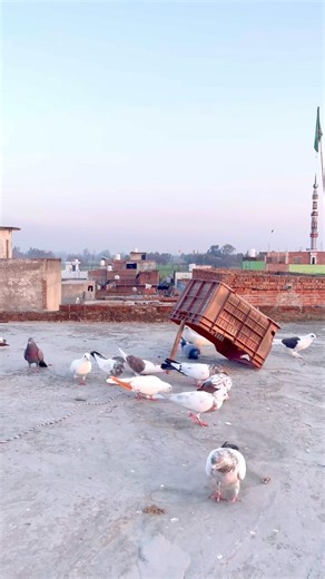 #viralvideo .❤️xr kabooter…………………………………………..#pigeon and subscribe #kabutar 🕊️