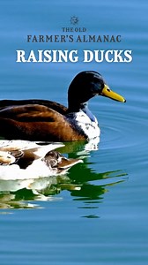 4.4K views · 249 reactions | Ever thought about raising ducks for eggs? Why raise ducks instead of—or, in addition to—chickens? Here are some important things to consider: Almanac.com/raising-ducks-eggs | The Old Farmers Almanac | Facebook