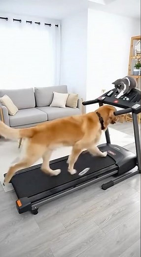 Mischievous Cat Presses the Speed Button! 🐱💨🐶 Dog Goes Flying!😂 #cctv #cute