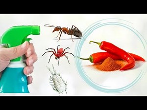 أقوى مبيد حشري و فطري مكوناته في مطبخك The most powerful insecticide extracted from red pepper