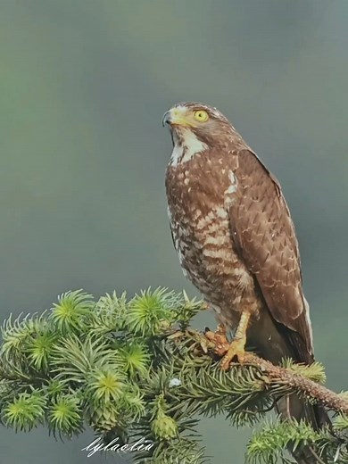 SOUND ON: calls of Grey-faced Buzzard (灰脸鵟鹰,Butastur indicus). It is under second-class state protection in #China. ❤lylaoliu ❤❤❤ #Nature #Peace #Chinese #Wildlife #birds #travel #beauty #beautiful #love | Lin hillside
