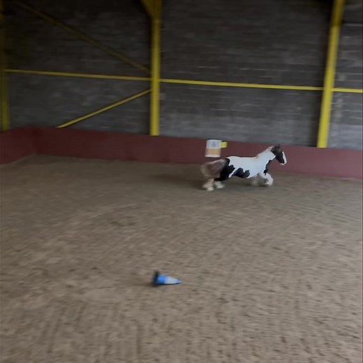 8.2K views · 134 reactions | Horses. Beautiful, majestic, intelligent. And, sometimes, spooked by their own farts.  | Stepney Bank Stables | Facebook