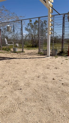 This sweet boy is still up for adoption. He’s a Cairn Terrier & Wheaten Terrier Mix located in Littlerock, CA( Southern California) about 2 years old. We are a sanctuary rescue he is safe until adopted. He was rescued from a hoarding breeding situation, and spent most of his life in a cage so human affection and being held in general, is new to him, but he makes big improvements each day. He enjoys going on walks and is very playful and sweet just a little shy when meeting new people. He is dog 