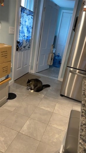 Meet My Mischievous Cat: The Ultimate Bad Guy