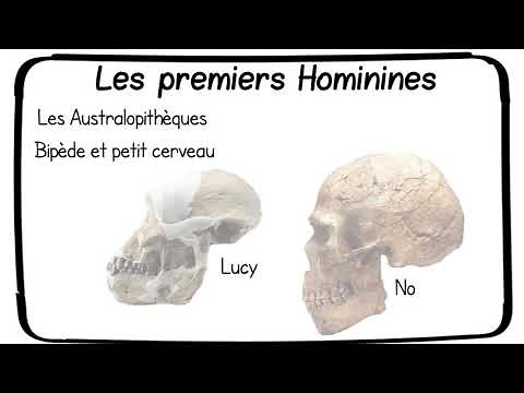 Les origines de l'humanité