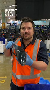 Love Bonito? We're picking Mackerel Tuna as the next oily pelagic to be big on the scene. | Sydney Fish Market