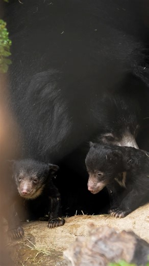 A look back at a truly wild year 🐾 From unforgettable wildlife moments to meaningful conservation wins, this year continued to show us why our mission matters, at home and across the globe. Thank you for helping us create a future where all life thrives. #2025recap #sandiegozoo | San Diego Zoo