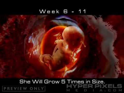 Baby Life Cycle In The Womb - Life Before Birth