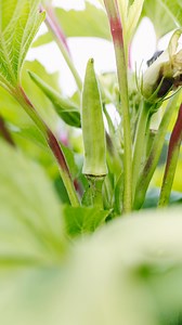 1.3K views · 27 reactions | Okra harvest! Our Baby Bubba Dwarf Okra has been growing and producing successfully!  Have you grown Okra in your GreenStalk? Comment below  | GreenStalk Garden | Facebook
