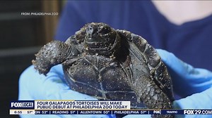 Philly Zoo to introduce four Galapagos Turtles for first time in over 150 years