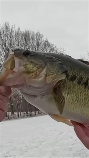 Some nice bass action on the tip up #fishing #goviral #viral #walleye #fyp