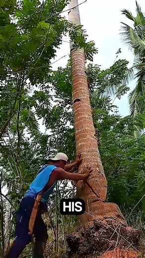 very dangerous way to cut down a tree #chainsaw #sawblade #treecutting #logging
