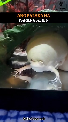 Ang palaka na parang alien #clawedfrog #Frogs #reelsanimals | Echo T.V