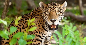 Jaguar vs. Mountain Lion: Which Powerful Cat Is the More Fierce Predator?