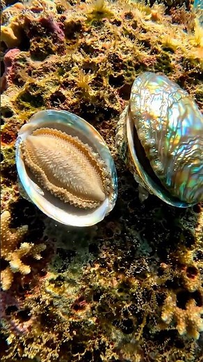 The Ocean’s Iridescent Secret: Abalone Spawning Revealed ✨