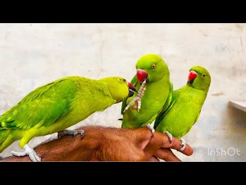 3 Cute Funny Talking parrot | Green Parrot ki Awaaz