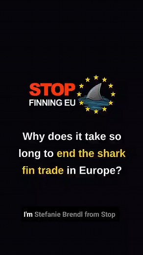 #StopFinningEU - Why does it take so long? 🦈 One of the questions we get asked most about STOP FINNING – STOP THE TRADE. Yes — the 1.1 million votes for a shark fin trade ban & our European Citizens Initiative (ECI) were collected long ago. Changing EU law is a marathon, not a sprint, as our our EU representative Stefanie Brendel explains. To secure a #FinBanNow, we must stay active at EU constantly — meeting decision-makers, attending negotiations, and amplifying our demand until real change f