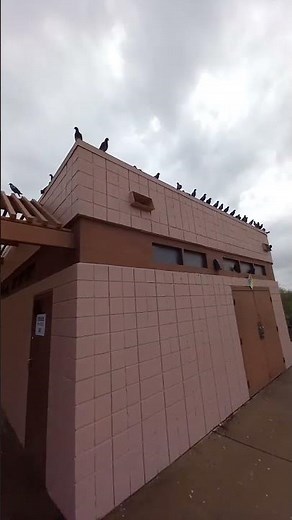 Bird Meeting - Discussing Third Quarter Results 😳😬