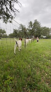 44K views · 2.4K reactions | Mav preaching the gospel to goats. (We put melody to Bible verses and sing them together as a family. It really helps with memorizing!) | Granger Smith | Facebook