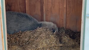 People frequently ask me where the pig pasture pigs sleep at night and I usually respond that I have no idea other than they’re not in bed with me. Tonight I tried to sneak up and check them out. I won’t swear that this is where they are every night or all night but here’ where they were this evening. We still have a LOT of modifications that we need to make to the new, big red pig house but at least it’s warm and dry and we put more straw in there this afternoon. I move fast and talk fast but t