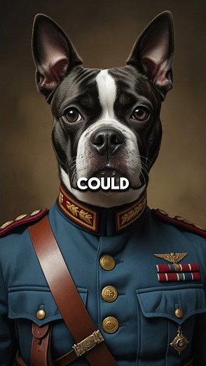 Sergeant Stubby: The Stray Dog Who Saved the 102nd Infantry Regiment from Mustard Gas 🐾🇺🇸 #WWIHero