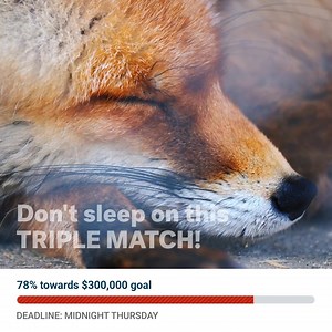 162 reactions · 26 shares | 3X MATCH ALERT!  We're almost to our $300,000 goal, but we need YOUR help. Multiply your gift today to defend wilderness! | The Wilderness Society | Facebook
