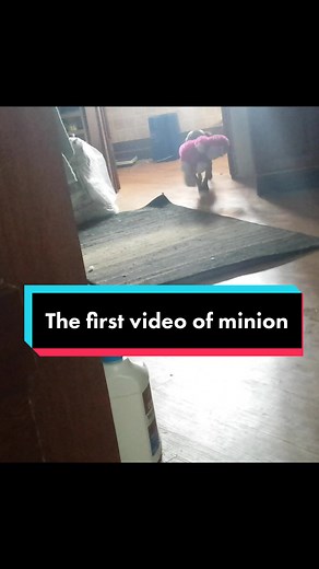 Minion on TikTok