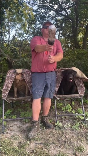 How to train labs for hunting ‪@SomethingForYou-SFY‬