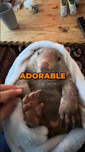 The Only Animal That Poops CUBES ❤️🧊