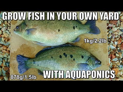 🐟Aquaponics FISH🐟 Learn How To Grow Your Own