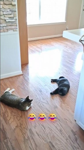 Funny Cats Play Catch With Their Cat Toy