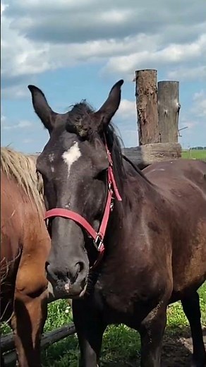 Beautiful Mare Meets Powerful Stallion 🐎❤️ | Horse Love Shorts