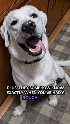 4.8K views · 254 reactions | Dogs just make life better 殺 #labradorretriever #labrador #englishlabrador | Roman the English Lab | Facebook