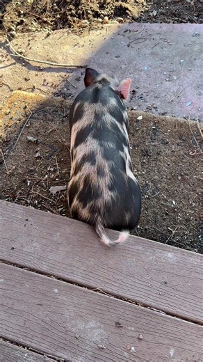 Motivational Mini Pig Moments