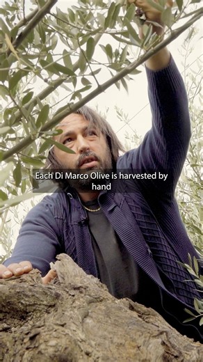 What if your olive oil was pressed the very same day it was picked 🌿 In Sicily, that’s simply the way it’s done. Each olive is harvested by hand at perfect ripeness, then cold pressed on the family farm within hours. That freshness is what gives the oil its deep green color, silky texture, and that unmistakable peppery finish you feel at the back of your throat. Nothing blended. Nothing rushed. Just the purity of a single estate and a family that has honored this craft for generations. With Di 