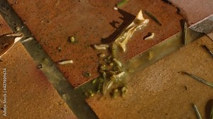 Fly larvae moving everywhere on wet floor. White larvae in different sizes crawling in moisture of a rotting broccoli. Transparent maggot worms with visible organs. Insect life cycle, 4k, fast motion.