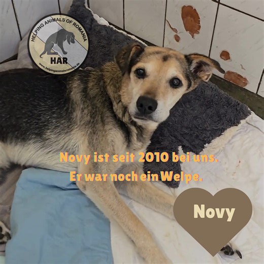 🐾 NOVY — ein Leben im Tierheim 🐾 Novy ist seit 2010 bei uns. Er war noch ein Welpe, als er zusammen mit seinen Geschwistern Luna, Rony und Rex ins Tierheim kam. Die Zeit verging ... und heute ist nur noch er hier. Novy ist über 15 Jahre alt. Er ist alt, aber er freut sich immer noch über eine Streicheleinheit, ein gutes Essen, einen ruhigen Tag in der Sonne. Alle anderen sind einer nach dem anderen verstorben. Er ist geblieben – ein lebender Beweis dafür, was ständige Fürsorge, Hingabe und bed
