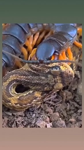 Peruvian giant yellow-leg centipede | True Moments