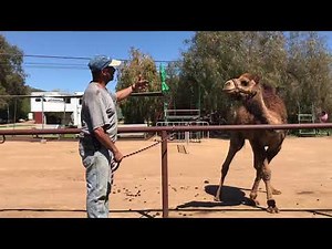 Camel Training The Easy Way: First tie out session