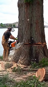 Felling a giant tree on the banks of the Thames | Wood Of Branch